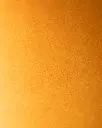 7 camel.webp